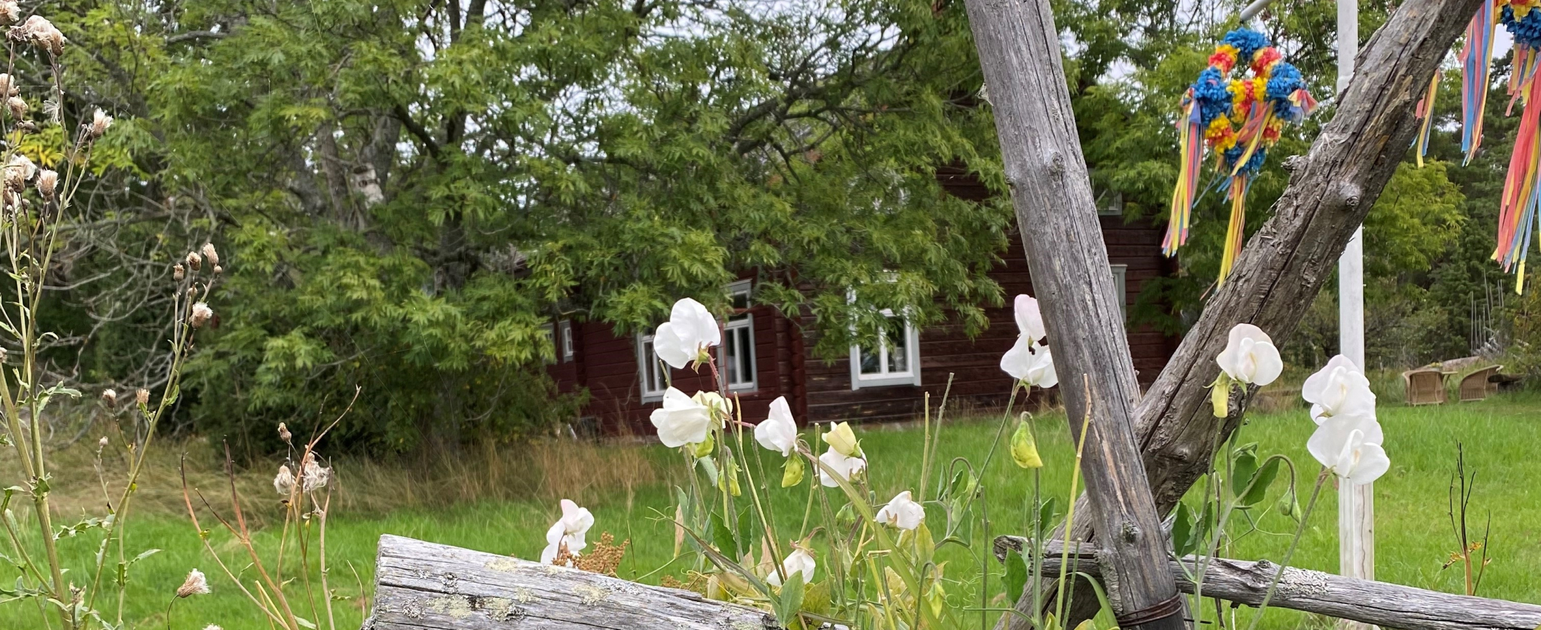 Luktärter Norrgårds